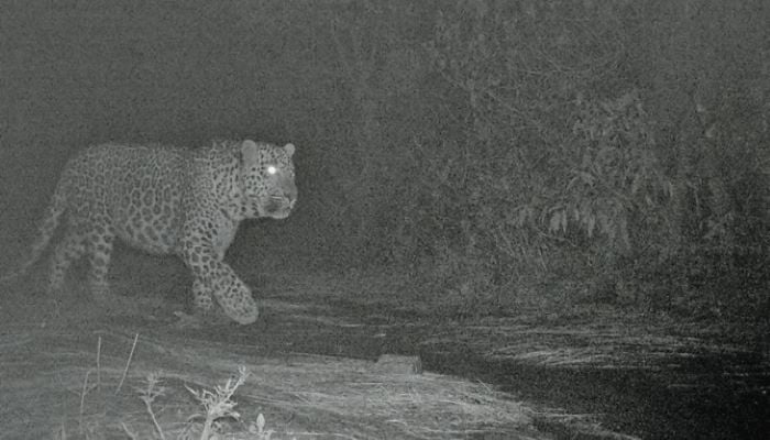 in-rare-appearance-leopards-spotted-in-islamabad-s-saidpur