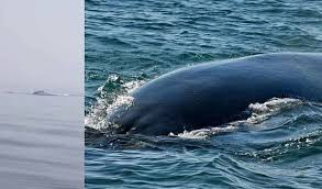 rare-sighting-bryde-s-whales-spotted-near-gwadar-coast