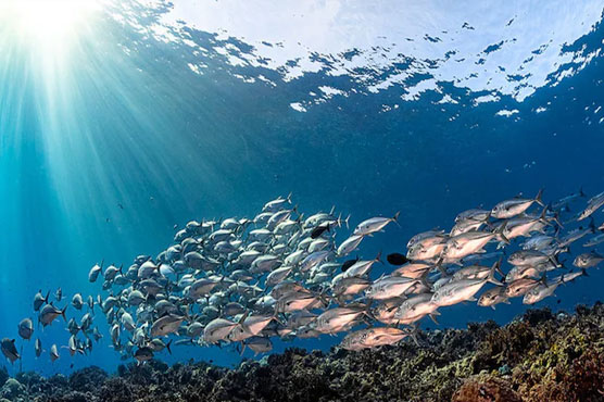 world-oceans-day-being-observed-today