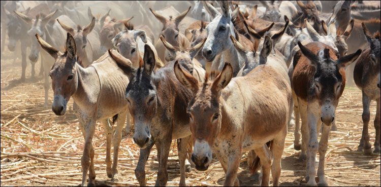 police-hint-at-the-involvement-of-foreigners-in-donkeys-offal-incident