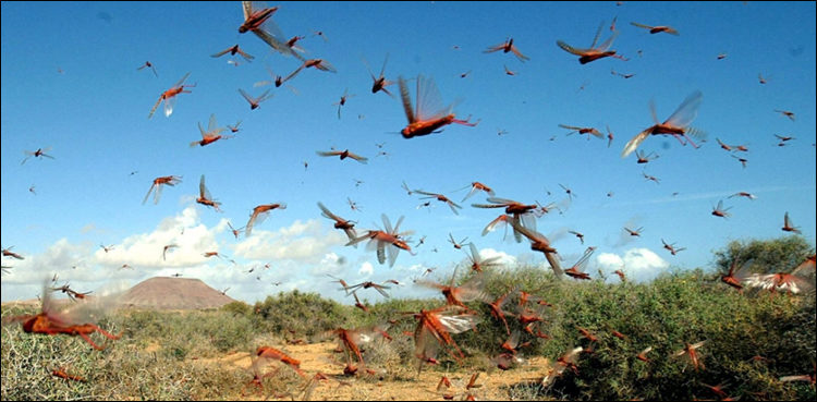 national-emergency-to-be-declared-over-locusts-attack-na-body-told