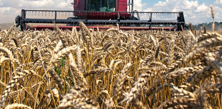 sindh-sets-the-wheat-procurement-target-at-1-4mn-metric-tonnes-for-the-new-year