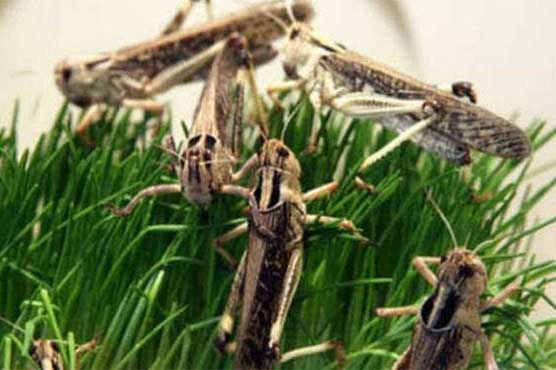 locust-swarms-invade