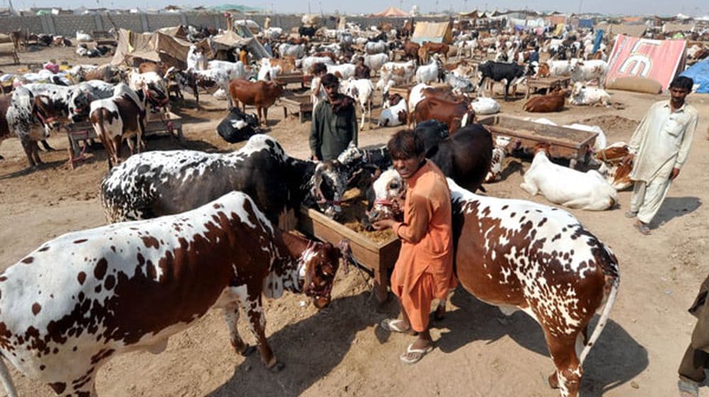 karachis-cattle-market-set-up