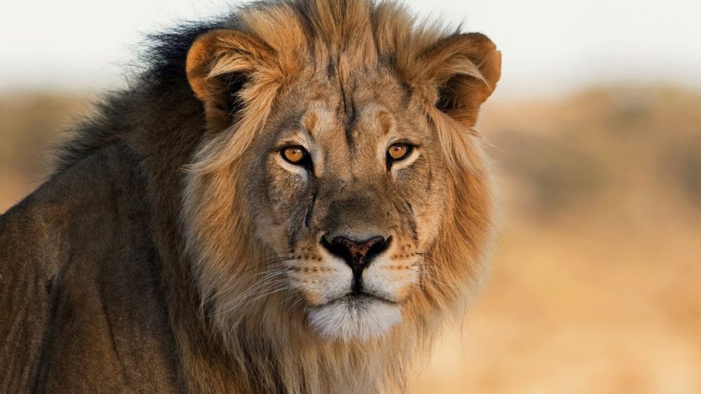 zoos-lion-dies-of-suffocation