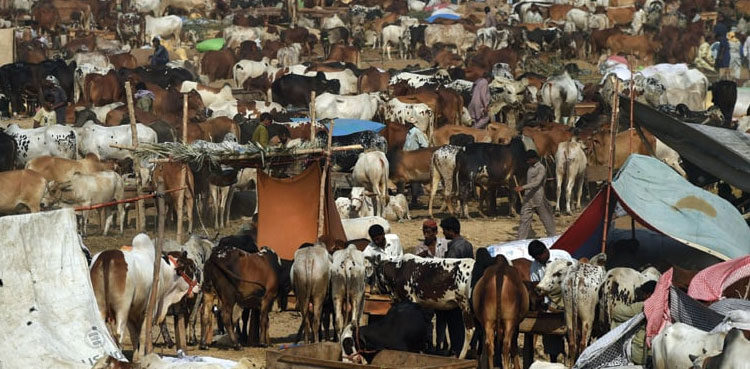 action-against-illegal-cattle-markets