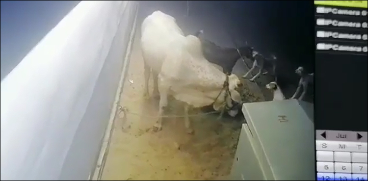 stray-dogs-attack-goat