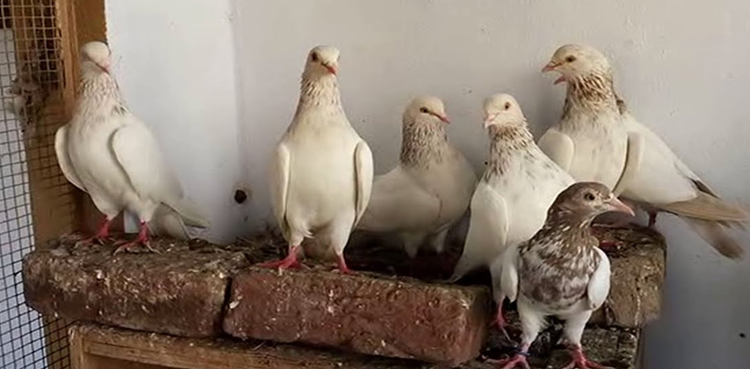 thieves-grab-16-pairs-of-rare-pigeons