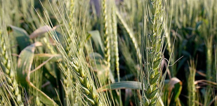 loan-and-tax-waiver-for-rain-hit-farmers