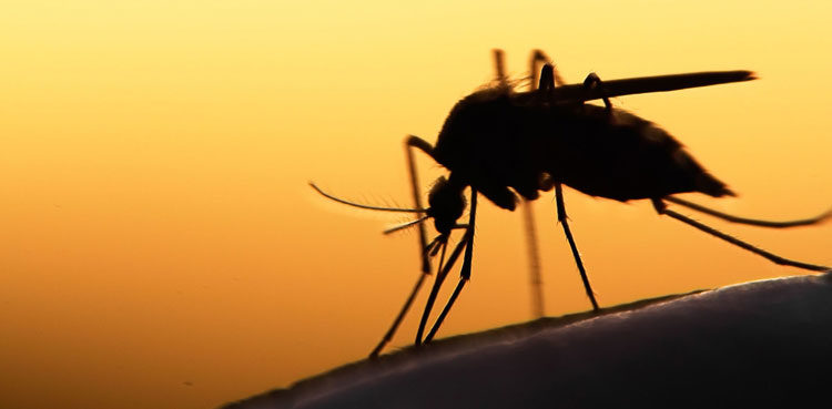 suspected-patients-of-dengue-fever