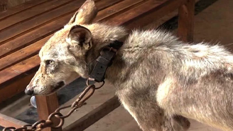 man-keeping-a-pet-wolf