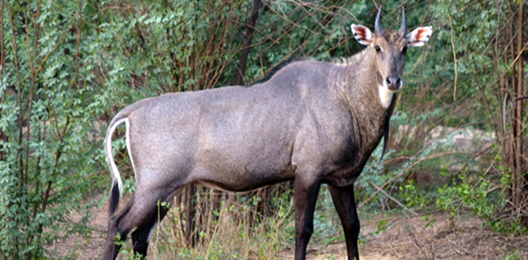 animals-missing-from-islamabad-zoo