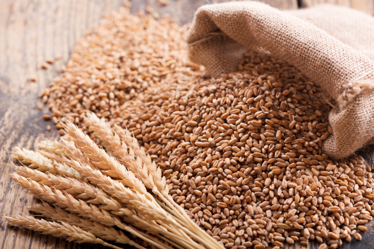 sindh-release-tonnes-of-wheat
