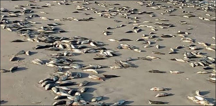 dead-fish-wash