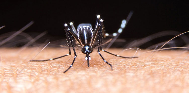 dengue-fever-cases
