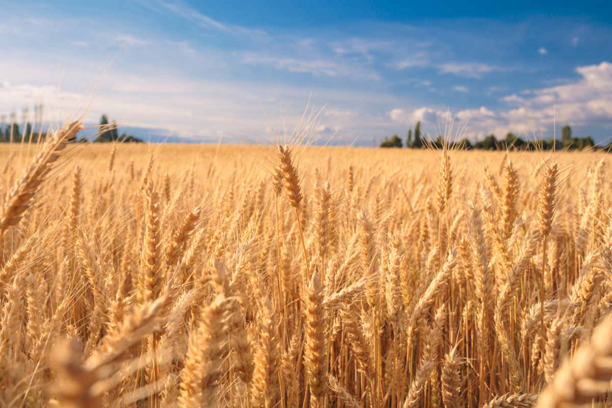wheat-support-price