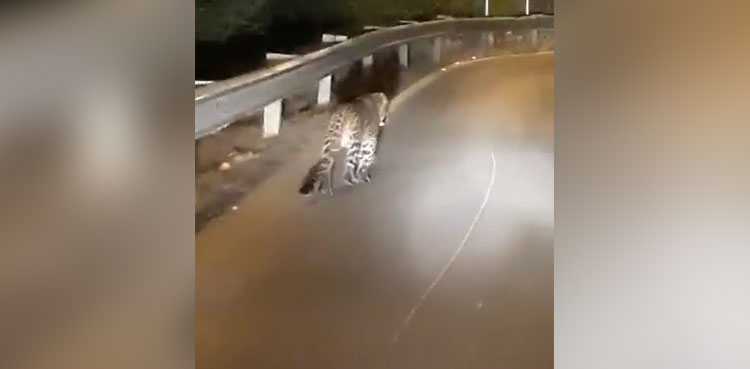 leopard-spotted-strolling