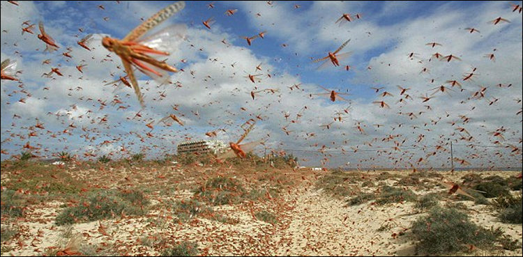no-locust-was-found