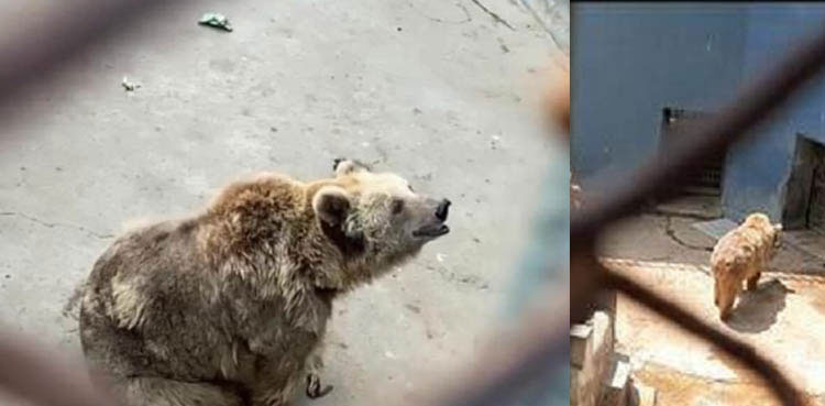 karachi-zoo-rano