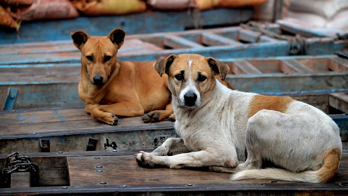 anti-rabies-vaccine