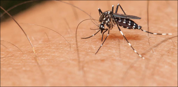 dengue-fever-cases-3