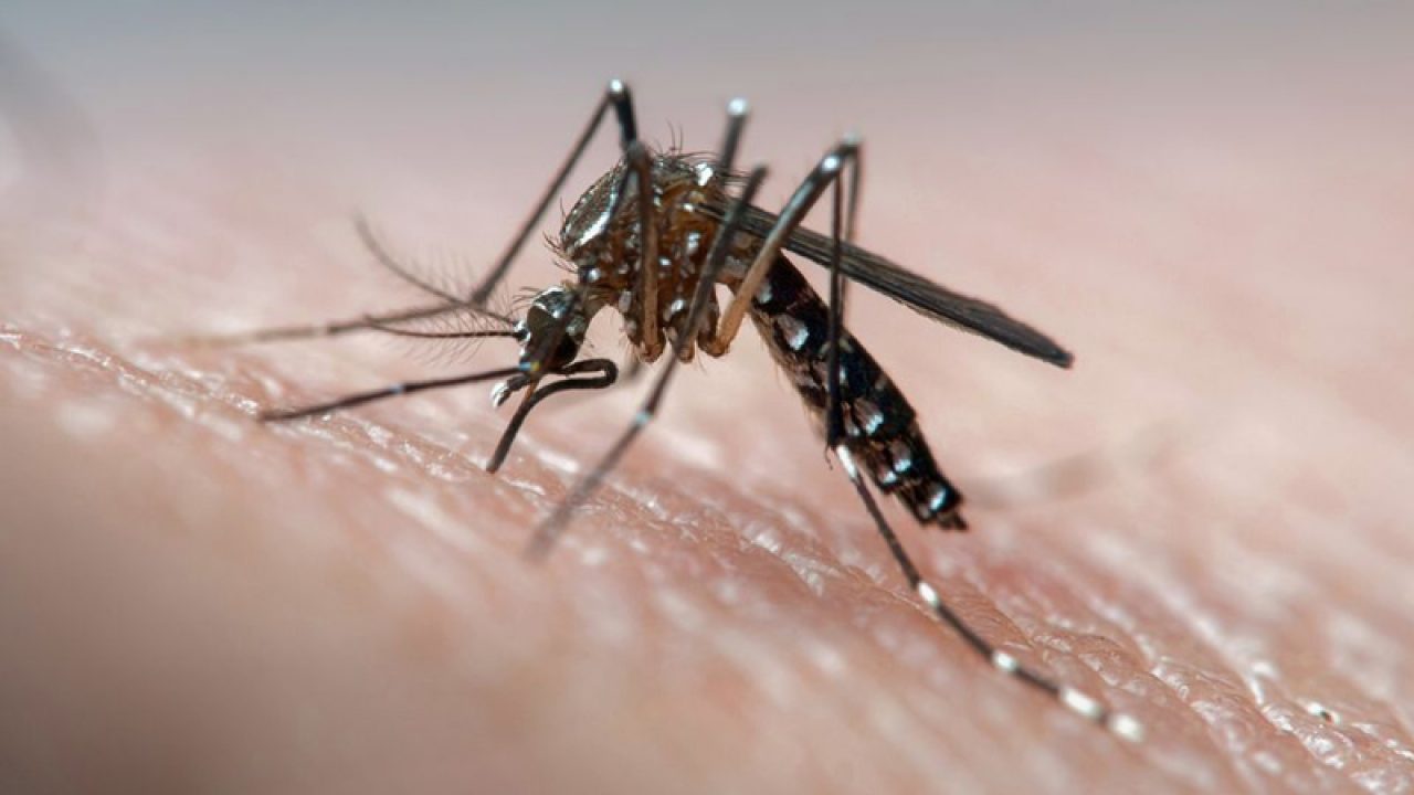 five-more-dengue-fever-cases-reported-in-punjab