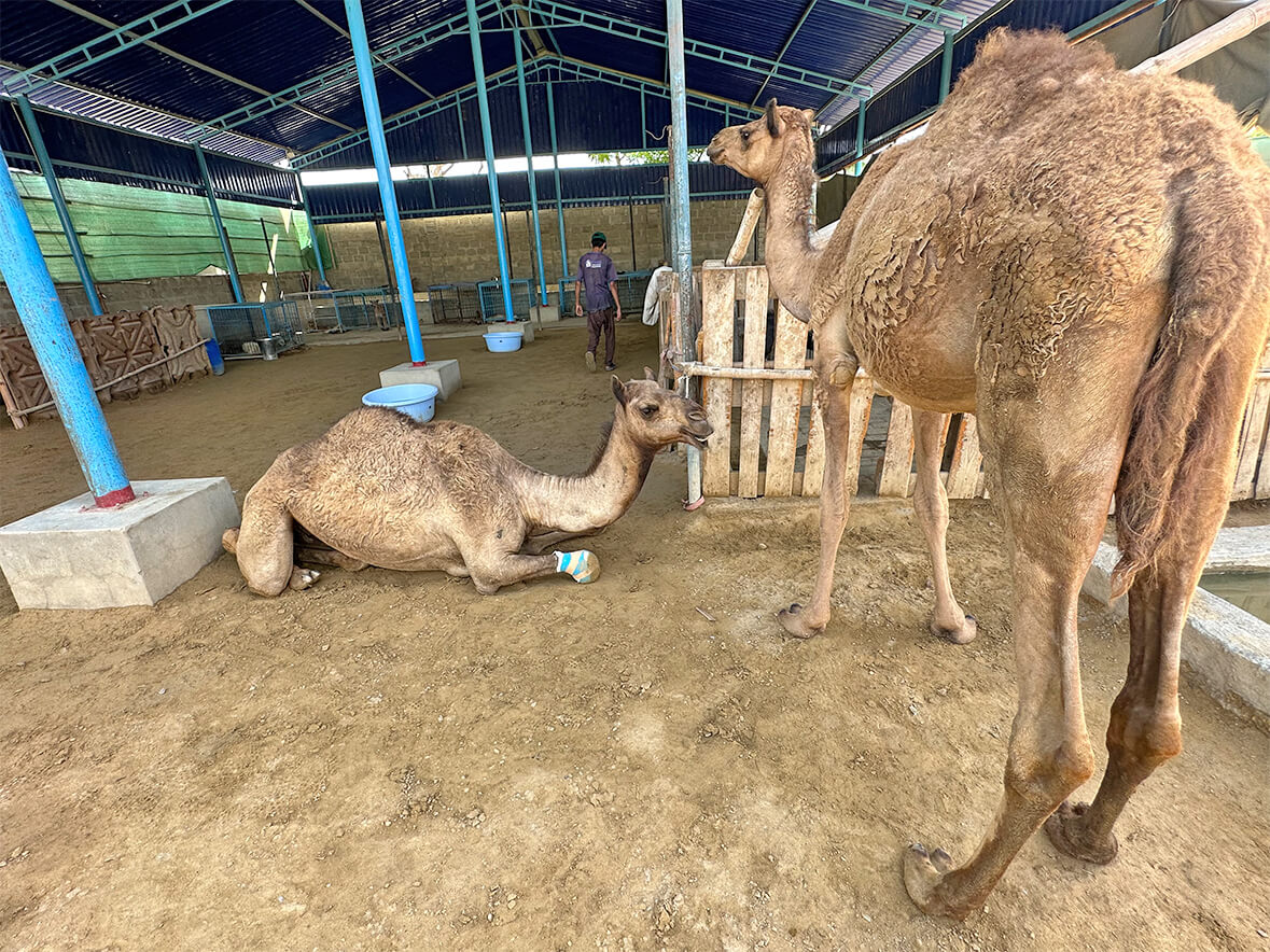 cruelty-exposed-tortured-camel-rescued-shifted-to-karachi-for-medical-care