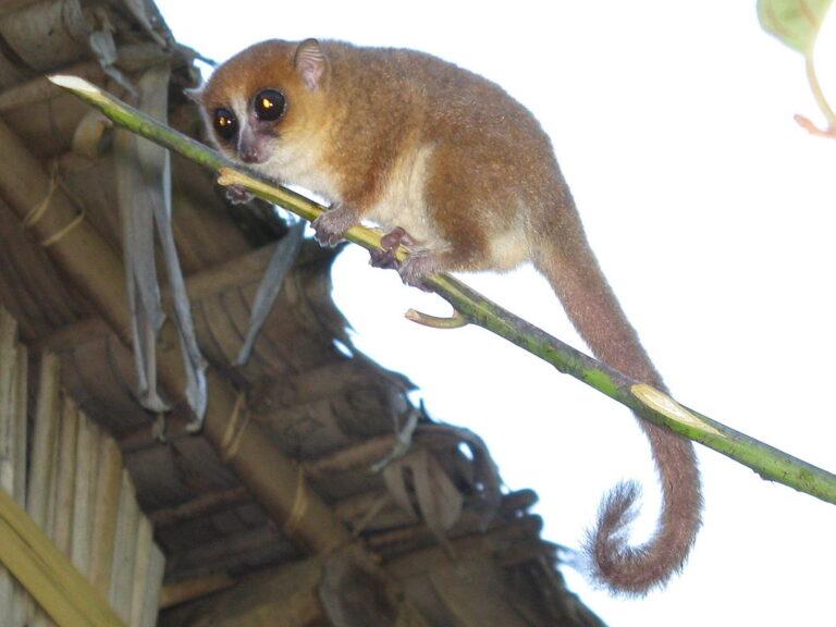 madagascar-s-unique-wildlife-faces-alarming-decline