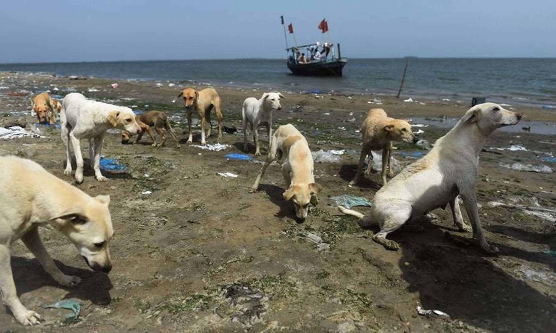 taskforce-to-capture-stray-dogs-told-to-set-up-a-helpline-in-three-days-for-public-complaints