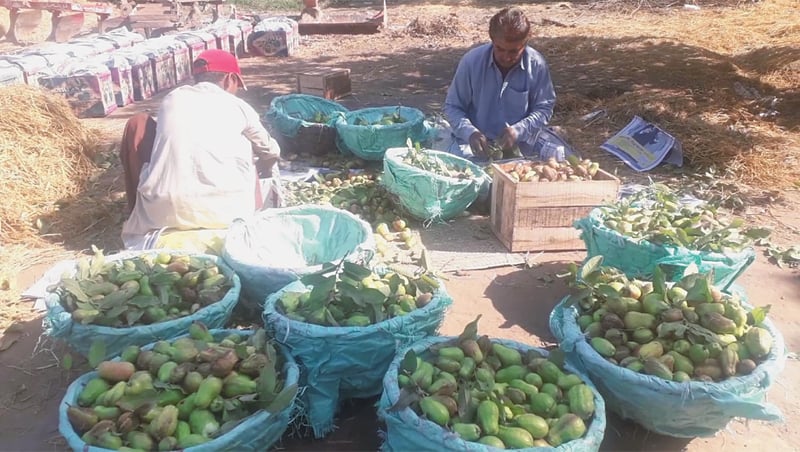 guava-production-in-larkana-tumbles-to-an-all-time-low