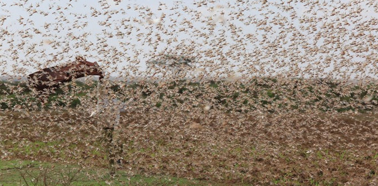 swarms-of-locusts-invade-crops-in-chishtian