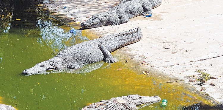 seven-crocodiles-die-in-a-single-day-at-bahawalpur-zoo
