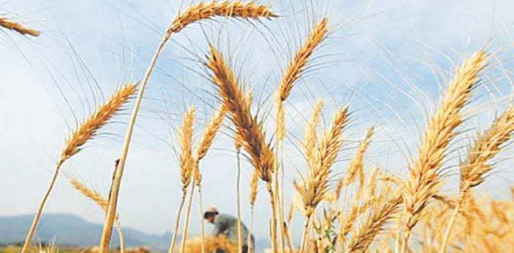 wheat-purchasing-centres-established-in-punjab