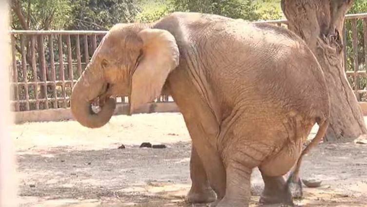 16-year-old-elephant-noor-jehan-s-health-deteriorating-at-the-karachi-zoo