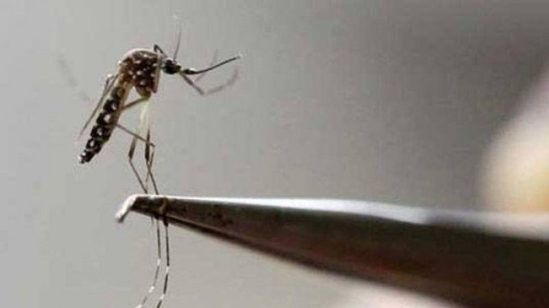 lahore-reports-118-dengue-cases-in-three-days