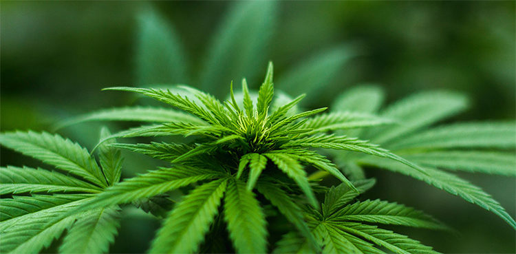 twitter-bots-tout-cannabis-as-a-cure-all-despite-few-approved-medical-uses