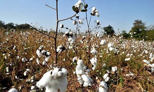 reconstitution-of-the-cotton-committee-directed