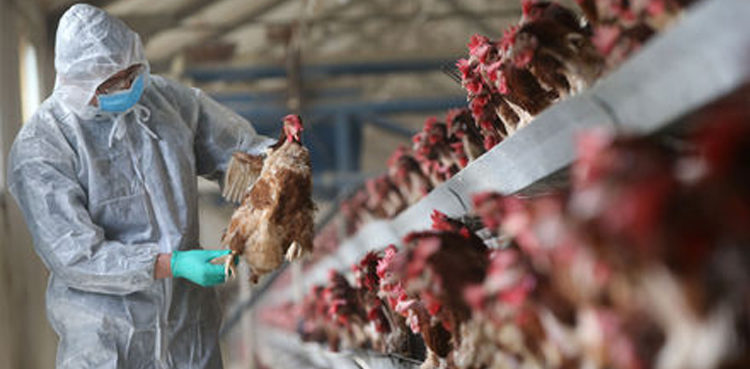 czech-republic-reports-first-h5n8-bird-flu-case-in-three-years