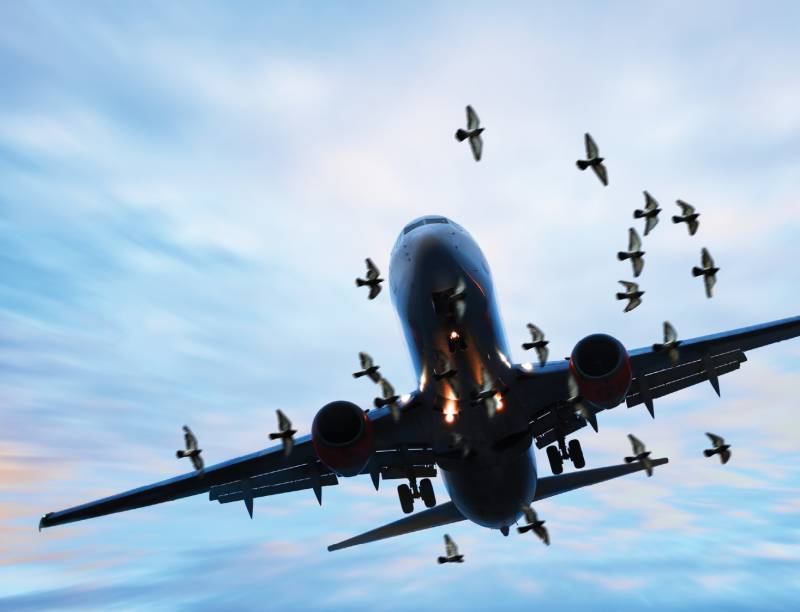 bird-strike-on-lahore-plane-prompts-emergency-landing