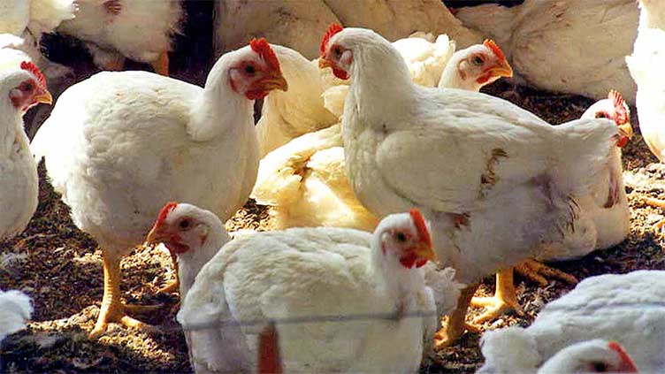 no-let-in-chicken-price-increase