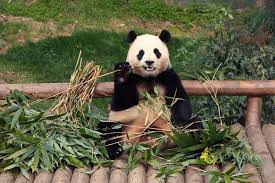 south-koreans-bid-farewell-to-beloved-panda-before-her-return-to-china