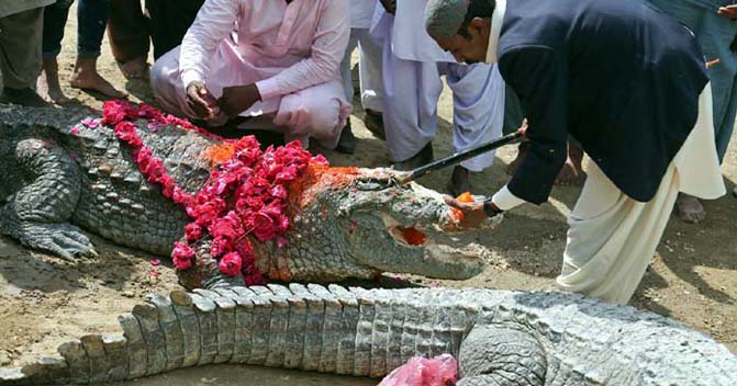 sheedi-mela-begins-at-mangho-pir-karachis-crocodile-shrine