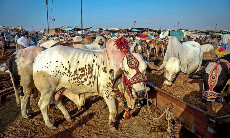 in-sindh-sacrificial-animals-can-only-be-bought-by-paying-cheque