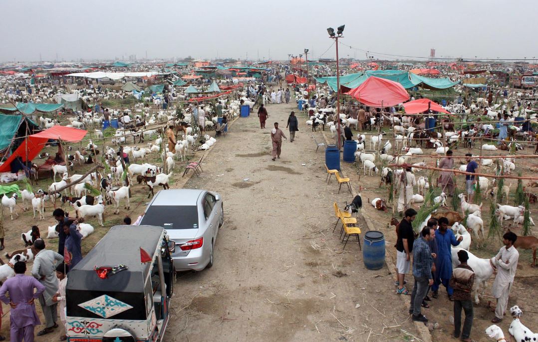 pakistanis-rush-towards-cattle-markets-for-eid-ul-azha