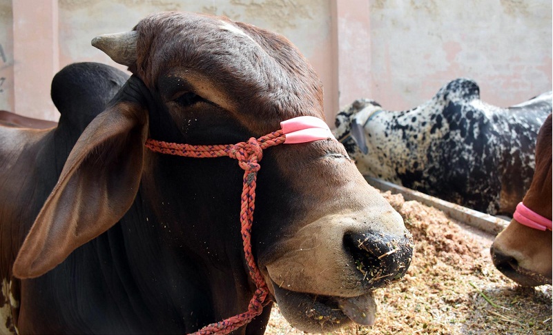 illegal-charged-parking-business-running-at-multan-cattle-market