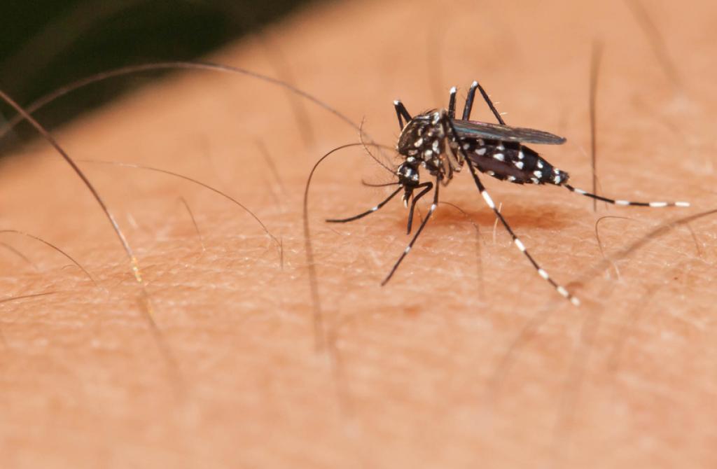 dengue-virus-out-of-control-in-pakistan