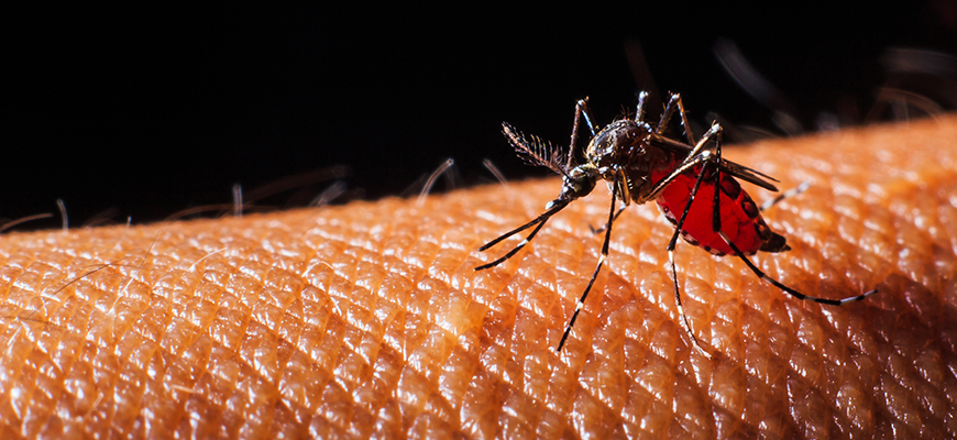 dengue-fever-claims-life-of-another-patient-in-rawalpindi