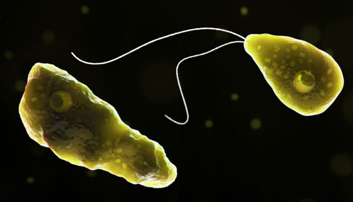 brain-eating-bug-rabies-claim-one-life-each-in-city