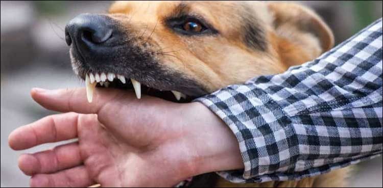 family-protests-over-doctors-refusal-to-vaccinate-dog-bite-child-victim