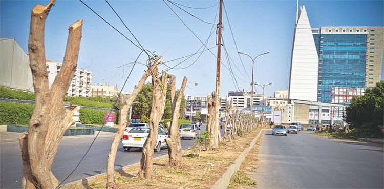commissioner-orders-aigp-karachi-to-book-loggers-under-forest-act